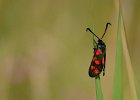 6 - Six Spot Burnet Moth.jpg